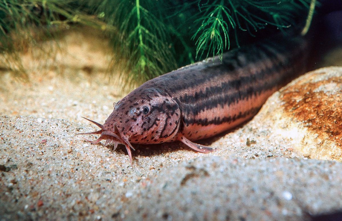 Nahaufnahme eines geschecken und gestreiften Fisches, der am Boden des Gewässers ruht und einen Bart hat.