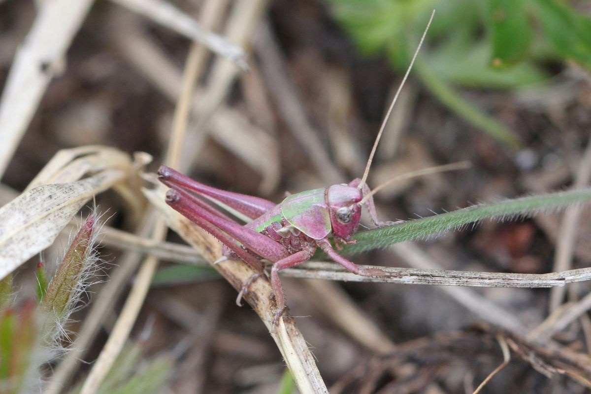Eine Nahaufnahme einer Heuschrecke im Gras. Sie ist rosa-grün gefärbt.