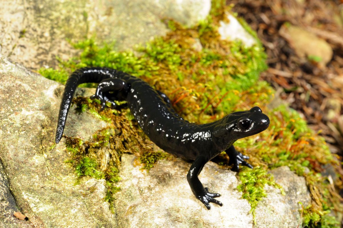 Ein glänzender und tiefschwarzer Lurch sitzt auf einem bemoosten Stein.