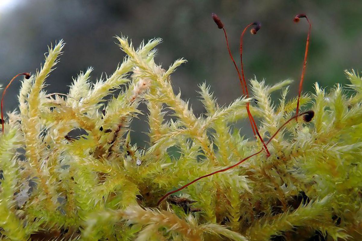 Eine Nahaufnahme gelblich-beiger Moosästchen.