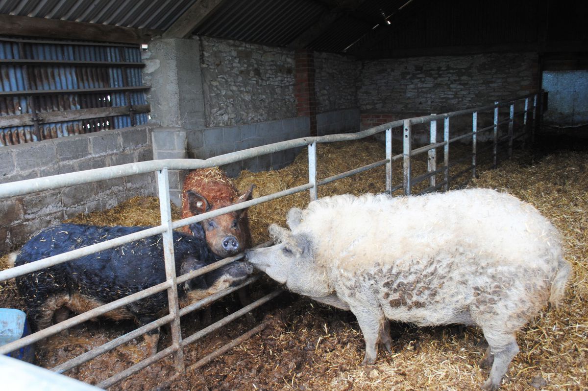 Drei haarige Schweine verschiedener Farbgebungen in einem Stall.