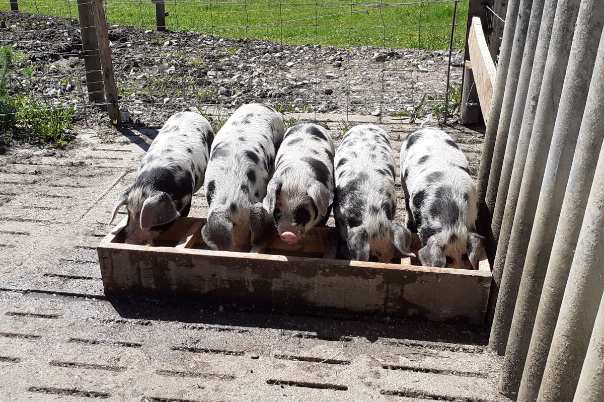 Mehrere gefleckte Schweine an einer Tränke im Freien.