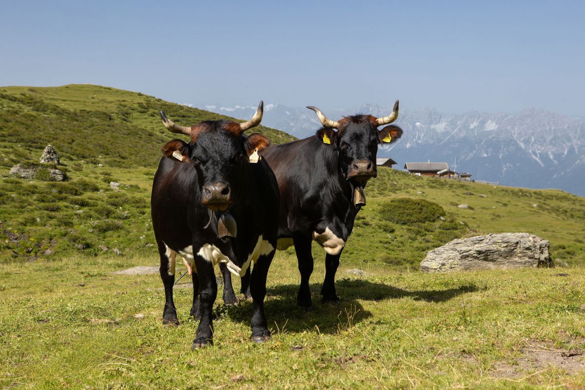 Zwei schwarze Rinder mit weißen Bäuchen und Hörnern auf einer Almwiese.