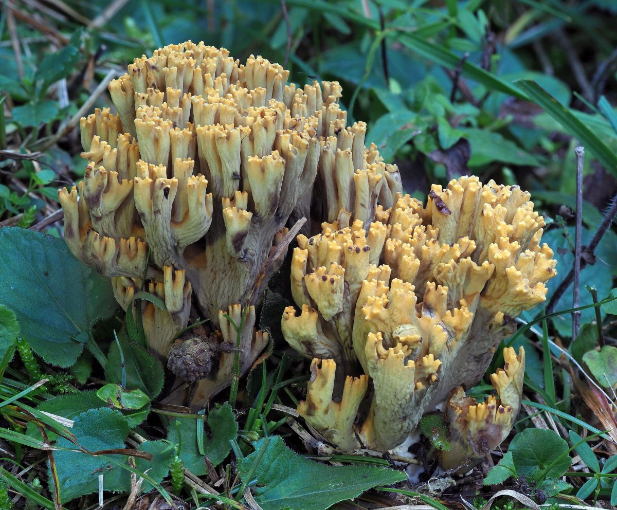 Eine blassgelbe, verzweigt wachsende Korallenpilzart zwischen Blättern und Wiese.