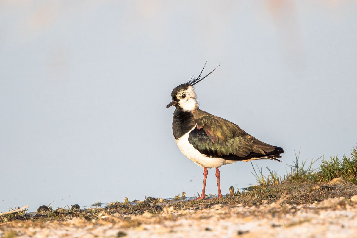 Ein Vogel mit branschwarzen Schwingfedern, weißen Bauch und Augenfleck und schwarzem Hals und Kopfgefieder, das am Hinterkopf lang absteht.