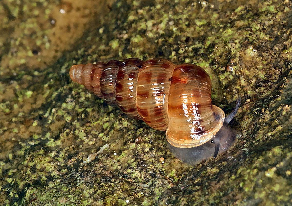 Eine Schnecke mit einem langgezogenen, hohen, braunen Gehäuse und beigen Streifen.