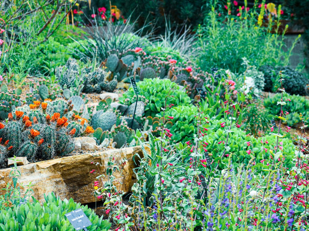 Blick in einen Garten mit üppig gewachsenen, blühenden Kräutern und Blumen.
