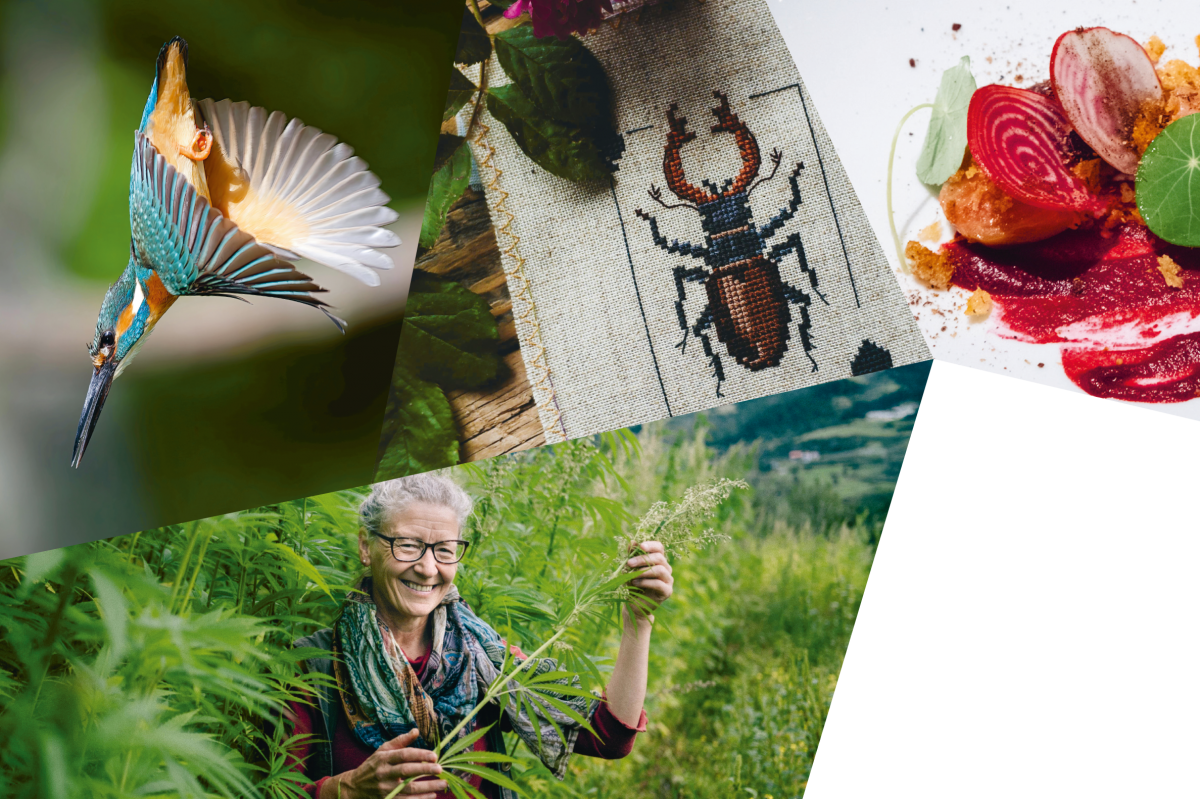 Collage aus 4 Bildern: Ein Kolibri im Anflug über einer Blüte, ein gesticktes Bild eines Hirschkäfers auf Leinen, eine ältere Frau zwischen Grashalmen in Menschenhöhe, ein Gericht aus Scheiben von Gemüse und Kresseblättern.