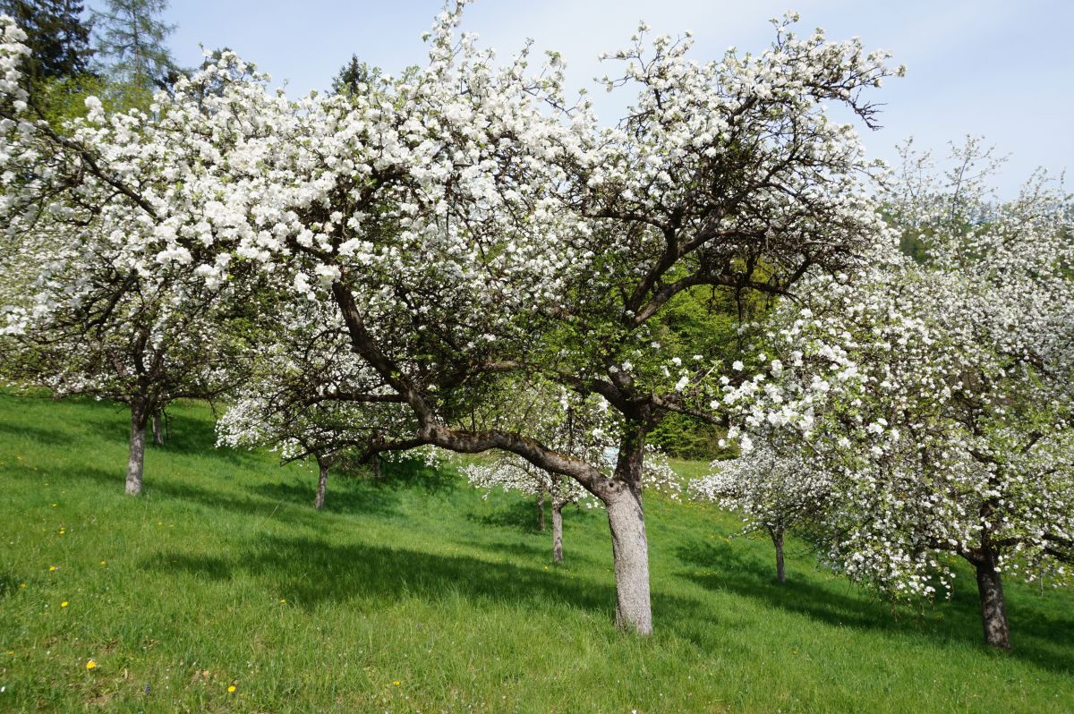 Blühende Apfelbäume auf einer Streuobstwiese.