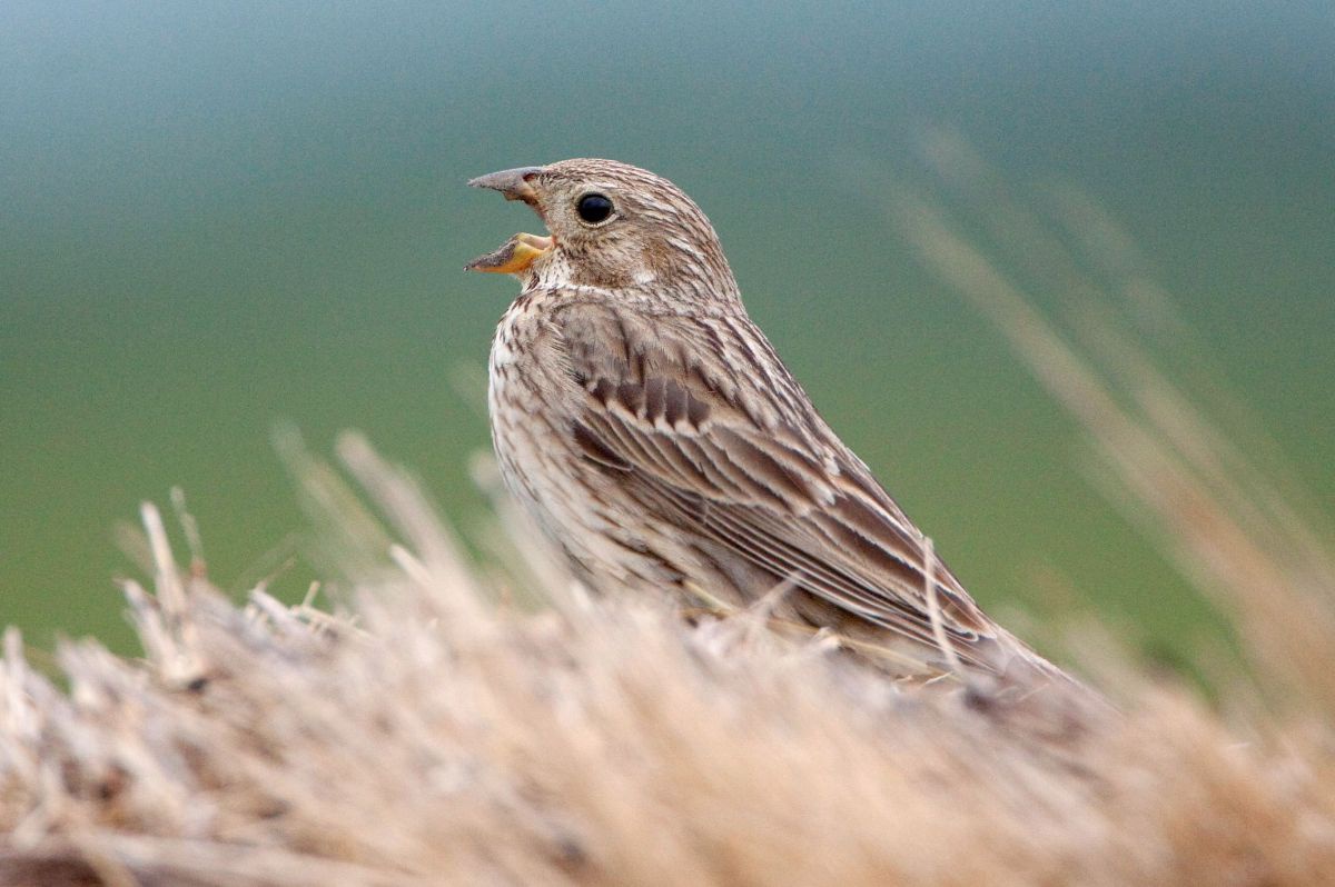 Ein kleiner braun-beiger Vorgel sitzt in braunem Gras.