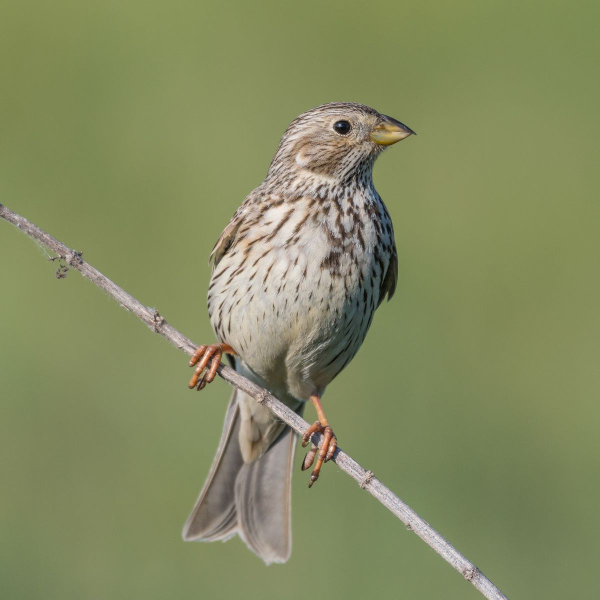 Ein kleiner, braun-beiger Vogel sitzt auf einem Ast.