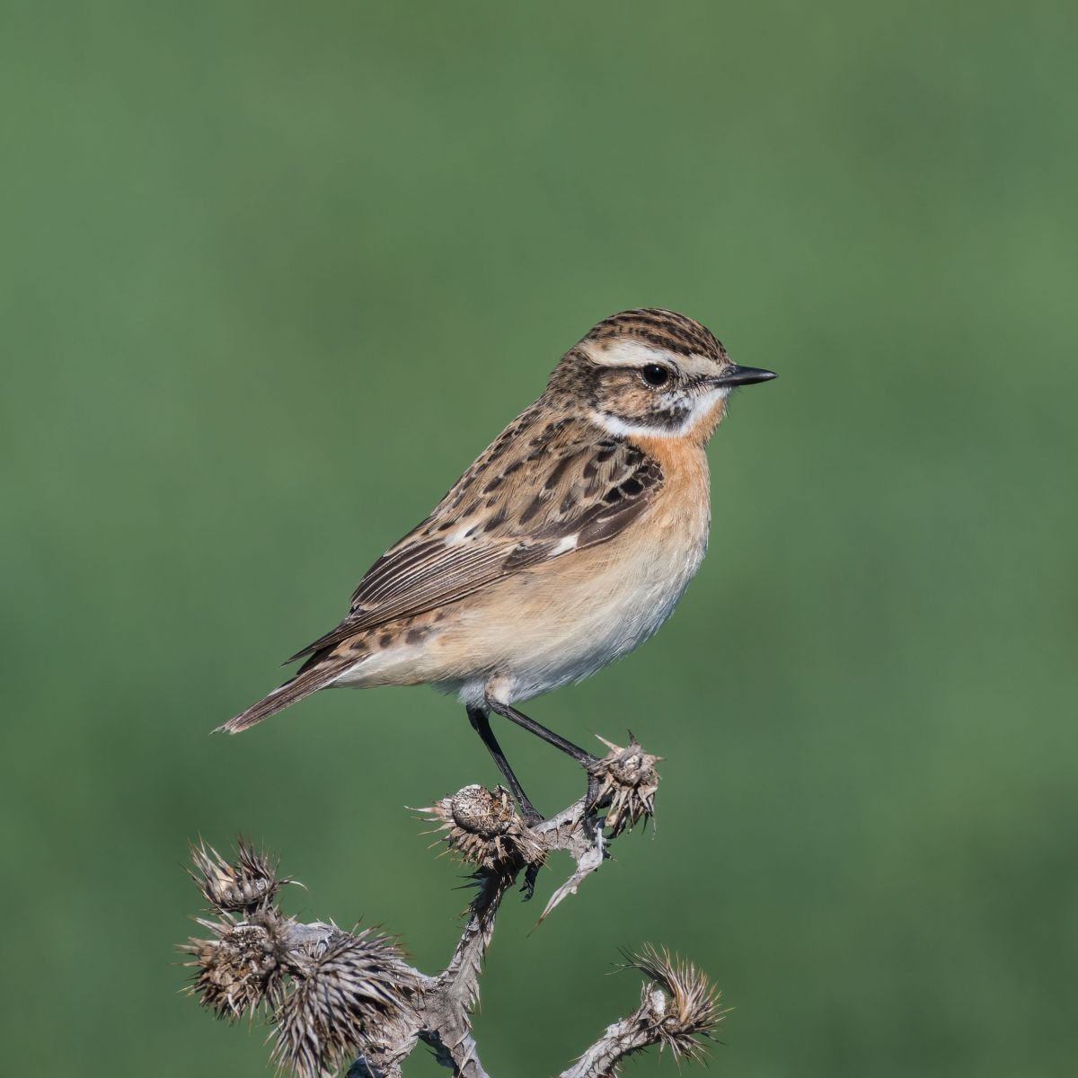 Ein kleiner Vogel mit braunem Gefieder, heller Brust und einem orangen Hals sitzt auf einem Ast.