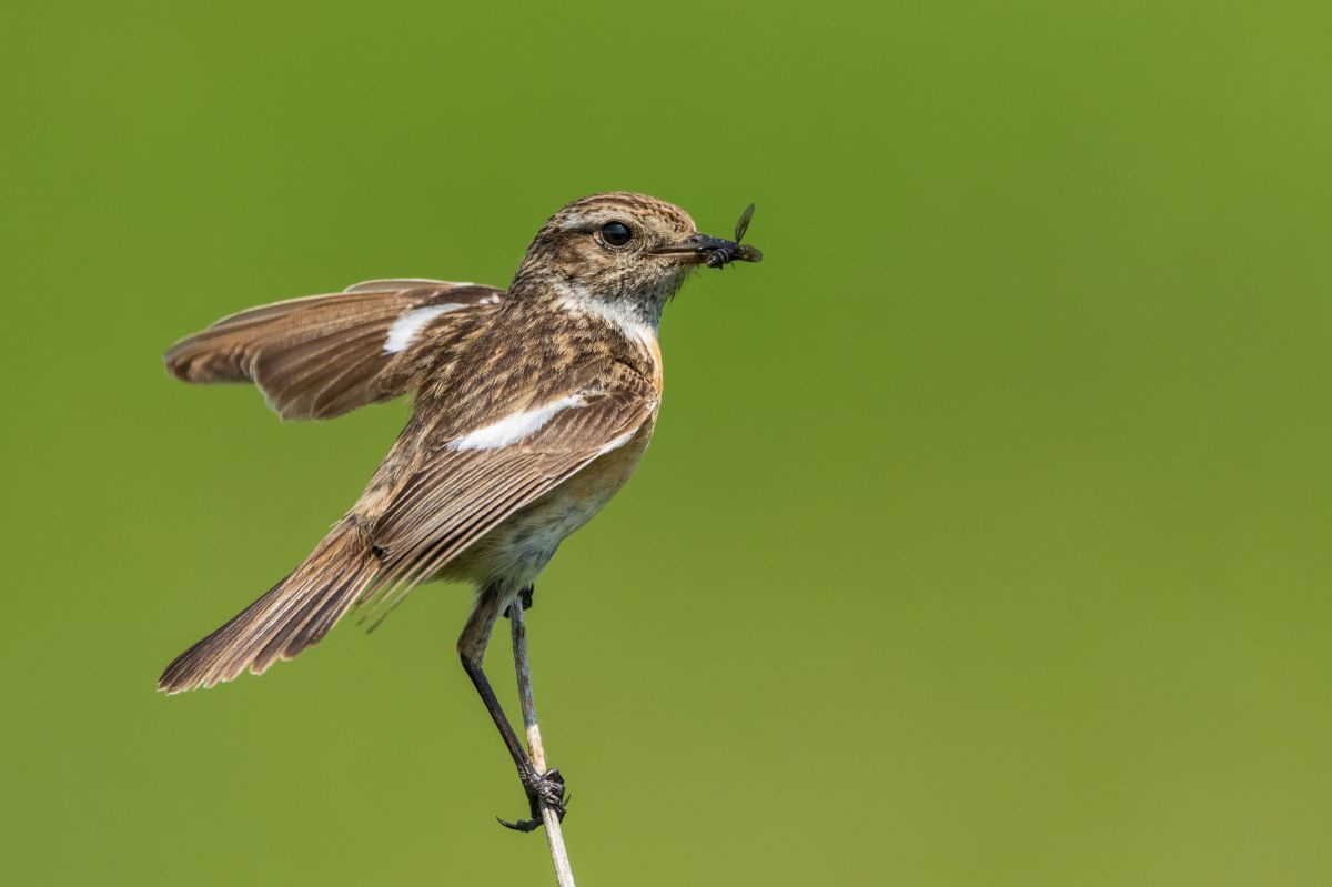 Ein kleiner, mittel bis dunkelbrauner Vogel mit weißen Streifen.