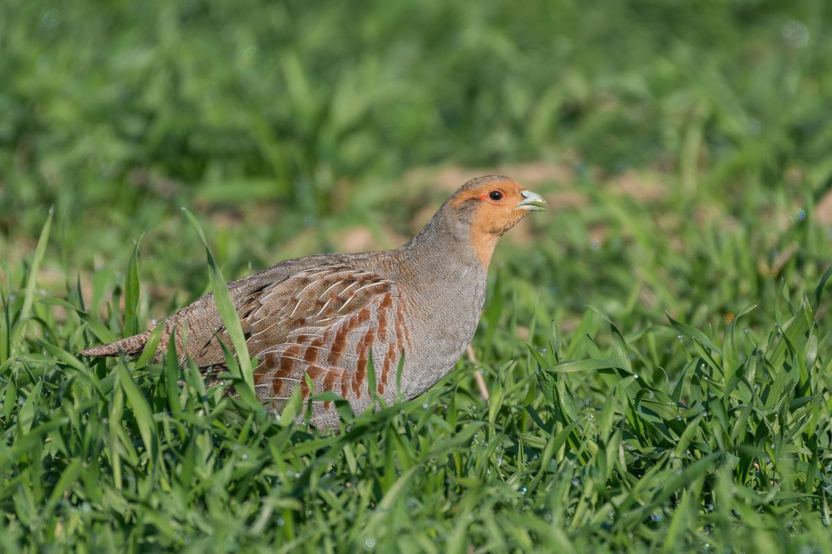 Ein mittelgroßer, grauer Vogel mit braunen Flügelstreifen und orangem Gesicht sitzt im Gras.