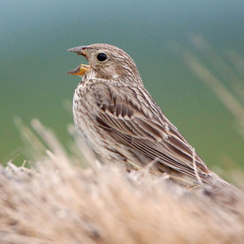 Ein kleiner braun-beiger Vorgel sitzt in braunem Gras.